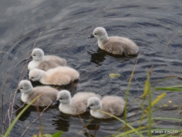 bébés cygnes,iris,clématite 019.JPG