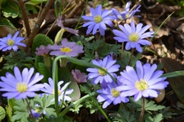 crocus,nichoirs,jonquilles,jardin,coucher du soleil 020.JPG