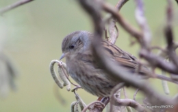 les oiseaux ,2 partie 014.JPG