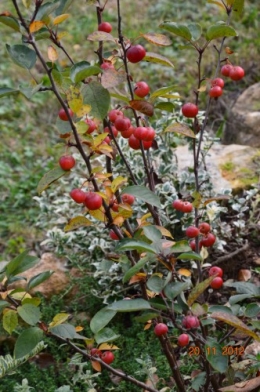 arbres,vues,kaki,kiwi,fleurettes,en fâce 007.JPG
