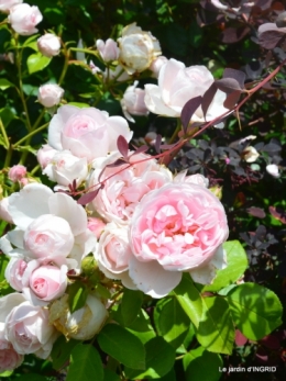inondation,jardin,oeufs cygnes,chez Nathalie 054.JPG