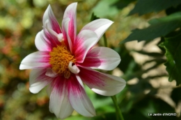 dahlias,massifs refaits,Lalinde,jardin 078.JPG