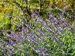 jardin automne,voisinage,canal 042.JPG