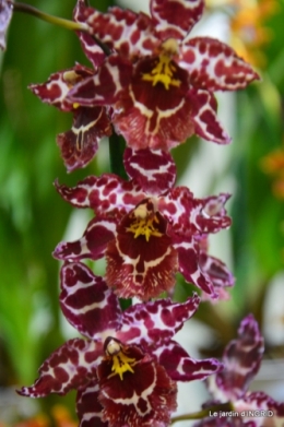 Orchidées,Noel jardiland,lever du soleil 045.JPG