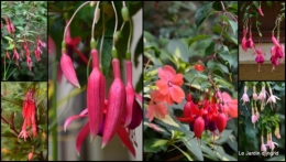 2014-08-15 jardin,les filles,fleurs Peyrichou.jpg