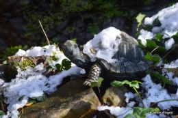 Neige en dordogne,jardin 208.JPG