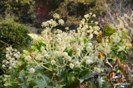 fin de l'automne,Lalinde,bouquet de l'avent 061.JPG