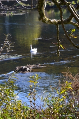 sentier des cygnes,automne novembre 024.jpg