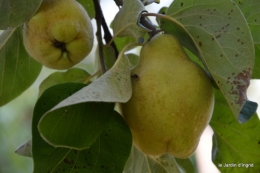 jardin,fruits,Caro,papillons,manthe religieuse,Lalinde 063.JPG