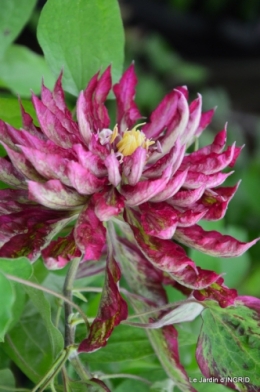 Fouleix,marguerites,hostas 081.JPG