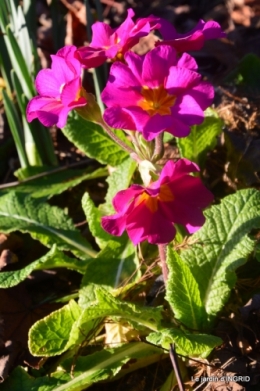 fleurs de janvier ,coucher de soleil,compo de tulipes 029.JPG