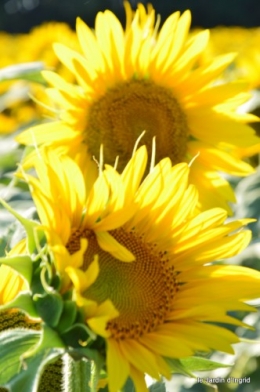 tournesols,podium,Lucas,jardin,Calès 066.JPG