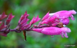 les tons roses,choux frisés,automne 029.JPG