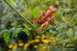 bouquet d ete,Plambouissin,grotte ,Erignac,Campagne,Julie 026.JPG