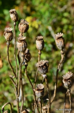 jardin octobre,chez Marylaur,Arnaud ,Ariane,la mer,sauges 219.JPG