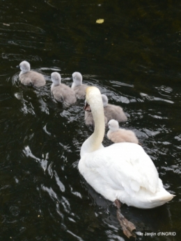 bébés cygnes,iris,clématite 031.JPG