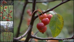 2014-12-05 poule d'eau,travaux et dernières fleurs,tonte,sapin bois1.jpg