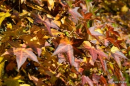 automne,arbres,inondation 100.JPG