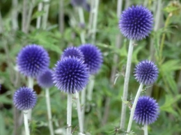 echinops-ritro.jpg