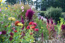 jardin Mme Perichou,grandes fleurs,bouquet,jardin 022.JPG
