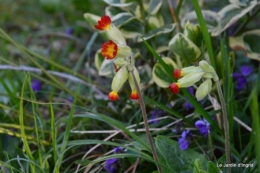 jonquilles ,primevères,après la tonte 021.JPG