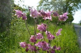 rosier de banks,Mme Al.,corète,cane,ancolies,iris,julienne 055.JPG