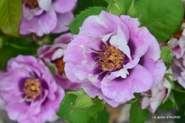 Colombier,Cadouin,jardin,roses,pluie 054.JPG