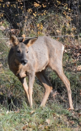 couronne,chevreuil,dernière tonte 024.JPG