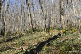 bouquet,pt jonquilles,bord Dordogne 075.JPG