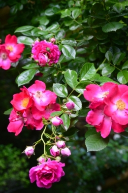 DSC_0631.JPG