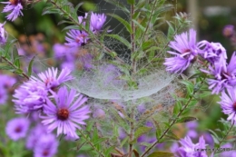 fête de la citrouille,jardinage,jardin 159.JPG