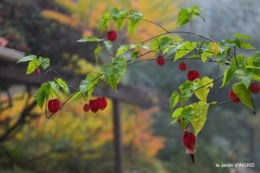 brouillard le matin d'automne 033.JPG