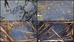 2014-02-21 jonquilles,tableau d'ambience,champignons,gouttes d'eau2.JPG