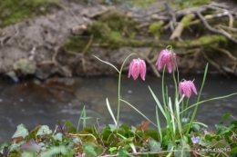 les jonquilles des bois 030.jpg