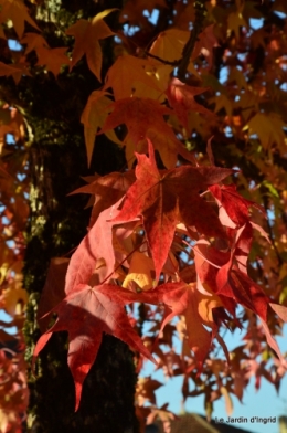 jardin automne,Arya avec Nicky 081.JPG