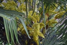 la Roque Gageac,Ines,jardin 054.JPG