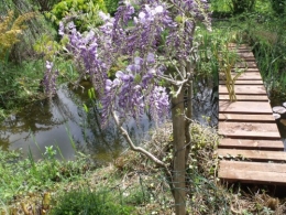 jacinthes sauvages,adjuga,phlox divaricata,pensée,muscari,iris