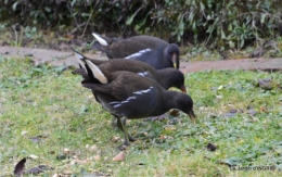 les oiseaux,les poules d'eau 150.JPG