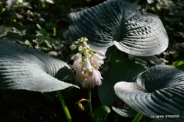 jardin juin,cabane,bouquet 066.JPG