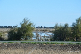 l ile de Ré,jardin automne 101.JPG