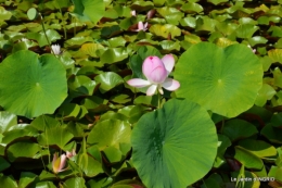 les jardins d'eau de Carsac 015.JPG