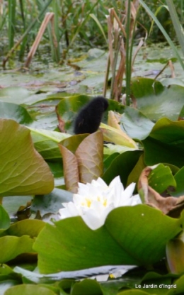 puces Lalinde,bébés canards,au moulin souci 106.JPG