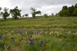 serre,iris,ancolie,iriseraie Papon,moulin 192.JPG