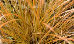 Carex testacea prairie fire.jpg