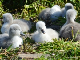 bébés cygnes,iris,clématite 041.JPG