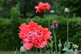 maison,jardin Bernadette,et jardin Claudine 031.JPG