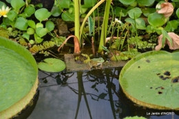 les jardins d'eau de Carsac 148.JPG