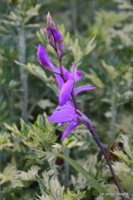 Ciron,pivoine,escargot,jardin,ancolie,glycine 208.JPG