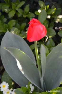 Rouge,narcisse,jardin 041.JPG