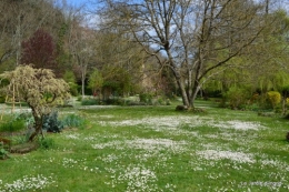 jardin ,cane sauvage,paquerettes,tulipes 119.JPG